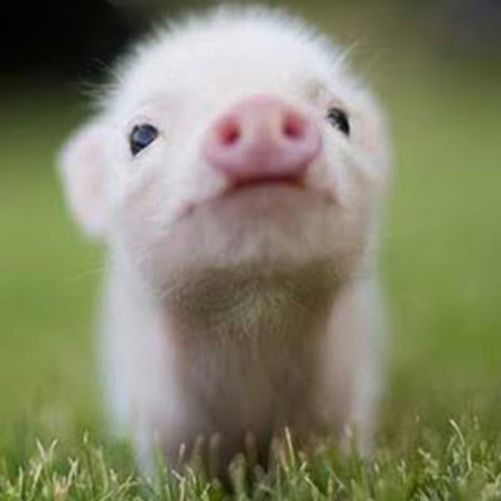 Meet your Posher, Sofia